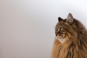 Wall Mural - Profile of a cat, brown tabby version of siberian breed