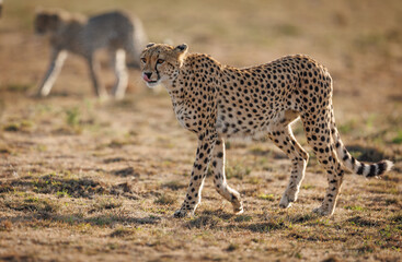 Poster - Cheetah in the Masai Mara, Africa 