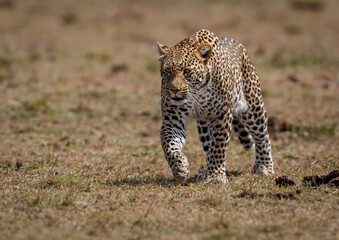 Poster - Leopard in the Masai Mara, Africa 