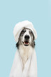 Portrait border collie dog wrapped with a towel and shower cap. Isolated on blue pastel background