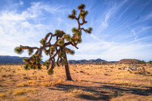 Joshua Tree National Park Hiking Trail Landscape Series, Twisted, Bristled Joshua Trees Over Arid Desert Meadow, Twentynine Palms, Southern California, USA
