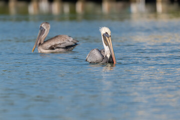 Wall Mural - Brown Pelicans (Pelecanus occidentalis) swimming on the ocean surface near the Florida Keys, USA.