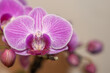 Nahaufnahme Orchidee 