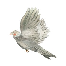 Easter Dove Pigeon Grey Bird Sketch Watercolor