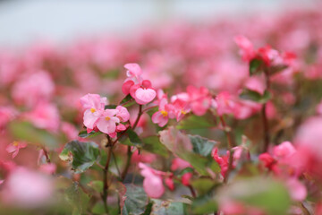 Wall Mural - pink begonia, flowers blossoming in the park.