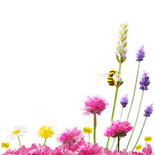 Bee In Flower GardenBee On Lavender Stem With Surrounding Flowers