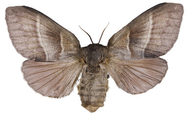 Macrothylacia rubi (Linnaeus, 1758) - Fox moth