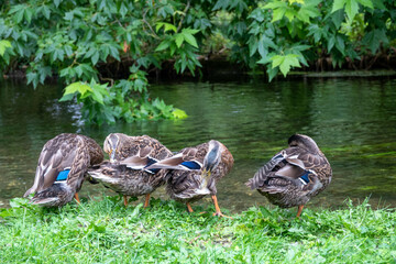 Sticker - female mallard ducks cleaning feathers on the river bank