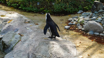 Poster - JackassPenguin|AfricanPenguin|Spheniscus demersus|斑嘴環企鵝|南非企鵝