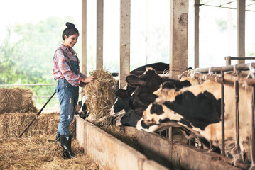 Asian young woman farmer working with hay for feeding cow in dairy farm, New generation agricultural farmer working in smart farm, Livestock and farm industry lifestyle.