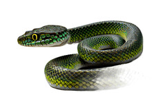 Close-up Of A Snake On A Transparent Background