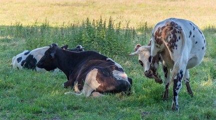 Wall Mural - Vaches normandes pâturant à Yvetot, Normandie, France