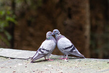 Pair Of Common Pigeons In An Affectionate Attitude (Columba Livia).