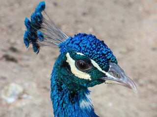 Close-up of the head of a peacock or Indian turkey. Exotic paradisiacal plumage. (Pavo cristatus)