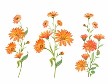 Calendula, Watercolor Art Illustration. Orange Flowers, Branches Are Highlighted On A White Background. A Set For The Design Of Tea Packaging, Menus, Invitations, Eco Goods.