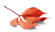 Autumn Leaf Isolated On White Background With Shadows, Clipping Path  For Isolation Without Shadows On White Shadows On White