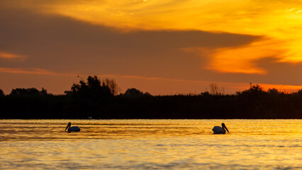 Poster - Sunrise with pelican in the Danube Delta in romania