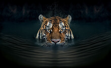  Tiger In Water. Wildlife Animal Background.  Digital Art