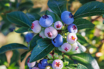 Canvas Print - Blueberry bush on a plantation in Masovia region, Poland