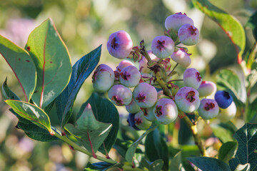 Canvas Print - Close up on a fruits on blueberry bush on a plantation in Masovia region, Poland