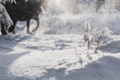Pferdeschlitten im Schnee