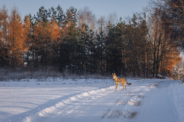 Sticker - Young Tamaskan dog on a field road during winter in Poland