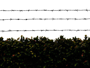 Wall Mural - Dark barbed wire on transparent background. PNG file.