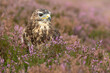 Close up of an adult Buzzard stood in purple heather on managed moorland in Nidderdale, Yorkshire Dales.  Alert and facing right.   Scientific name: Buteo Buteo. Horizontal.  Copy Space.