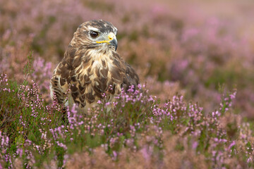 close up of an adult buzzard stood in purple heather on managed moorland in nidderdale, yorkshire da