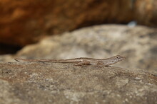 Brown Anole Lizard (Anolis Sagrei)