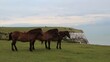 Wild horses at shoreline, England Great Britain