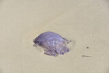 Fototapeta Fototapety z morzem do Twojej sypialni - meduza, plaża, woda, morze, morski, piach, ocean, fala, 