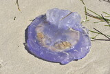Fototapeta Fototapety z morzem do Twojej sypialni - meduza, plaża, woda, morze, morski, piach, ocean, fala, 