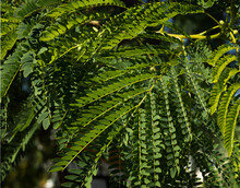 Green Lush Branches Of Leucaena. Acacia. Wallpaper. High Quality Photo