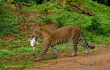 Poster - Leopard (Panthera pardus kotiya) with prey is walking along a forest road. Sri Lanka. Yala National Park