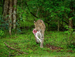 Poster - Leopard (Panthera pardus kotiya) with prey in the jungle. Sri Lanka. Yala National Park