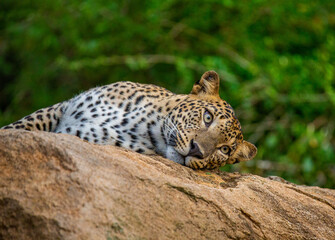 Poster - Leopard (Panthera pardus kotiya) is lying on a big rock in Yala National Park. Sri Lanka.