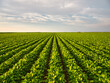 A vibrant green soybean field nestled in a natural setting