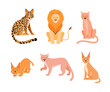 Set of different wild cats. Caracal, lion, cougar, puma, ocelot cartoon vector illustration