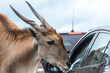 Close up of a common eland (taurotragus oryx) looking into a car window
