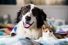 Cute Little Cat And Dog In Bed At Home