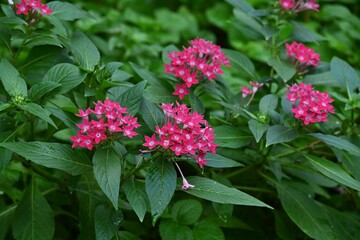 Canvas Print - Pentas lanceolata ( Egyptian starcluster ) flowers.
Rubiaceae evergreen shrub native to tropical Africa.