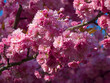 Blüten der Japanischen Zierkirsche,