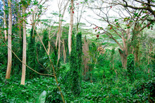 Lush Vegetation And Creeper Overgrowing Trees In Forest