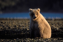 Rare Blond Bear Rests On A Rocky Beach Along The East Coast Of Katmai National Park In Early Fall, Alaskan Peninsula