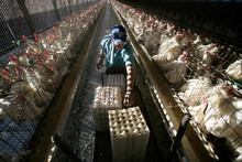 A Worker Collects Eggs At A Chicken Egg Farm Near San Diego, California.