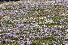 High Angle View Of Purple Crocus Flowers In A Garden, Hochsiedelalpe, Bavaria, Germany