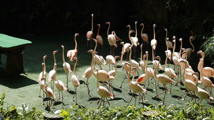 Poster - The greater flamingo|Phoenicopterus roseus|大紅鸛