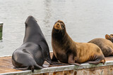 Fototapeta Łazienka - Sea lions on a pier in San Francisco.