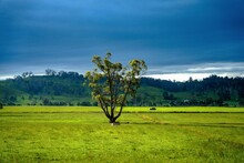 Tree In The Field